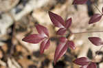 Sacred bamboo